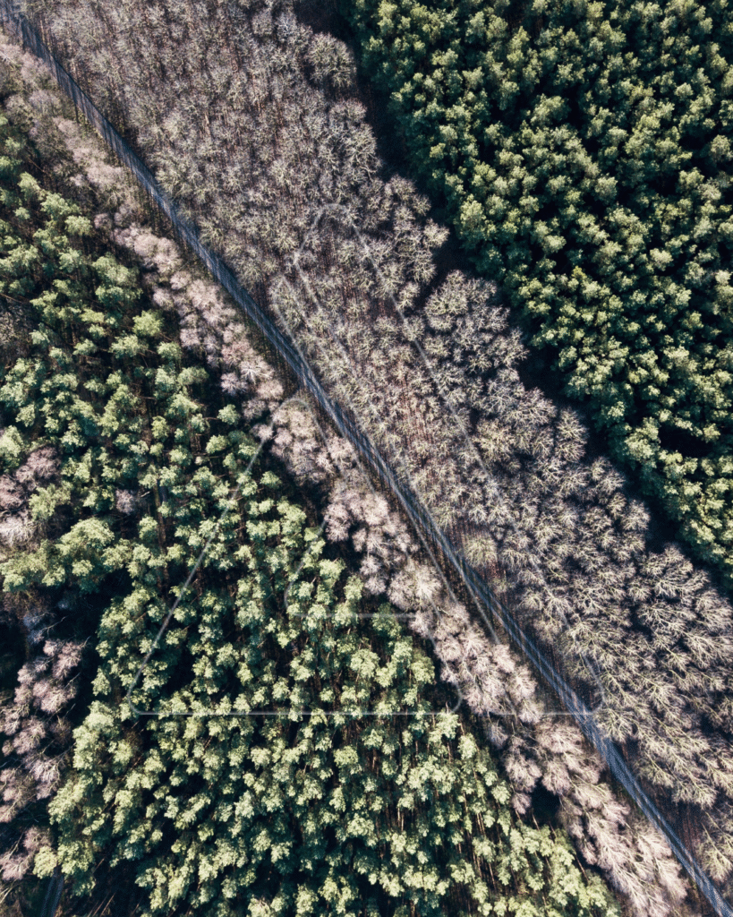 Imagem de uma plantação de eucalipto vista de cima, representando o manejo sustentável das florestas